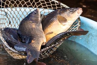 „Byli jsme zděšení.“ Rodina koupila u stánku kapra, doma zjistili, že je trhovec podvedl